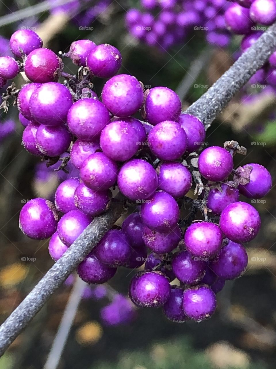 Beautiful Purple Berries Butchart Gardens 