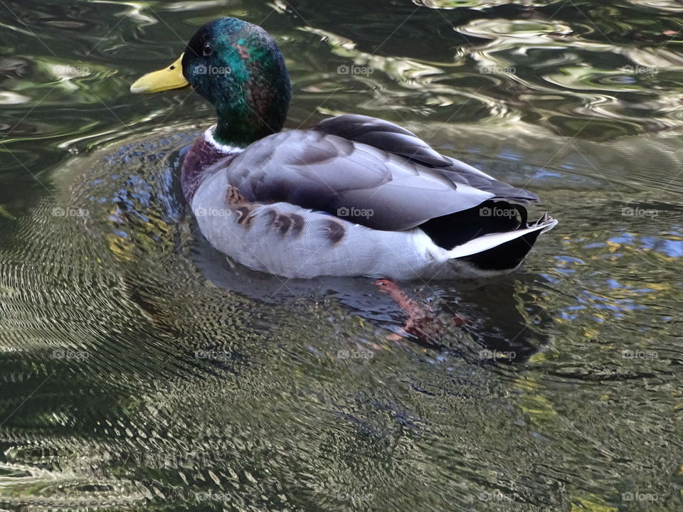 Kurpark in Bad Wildbad