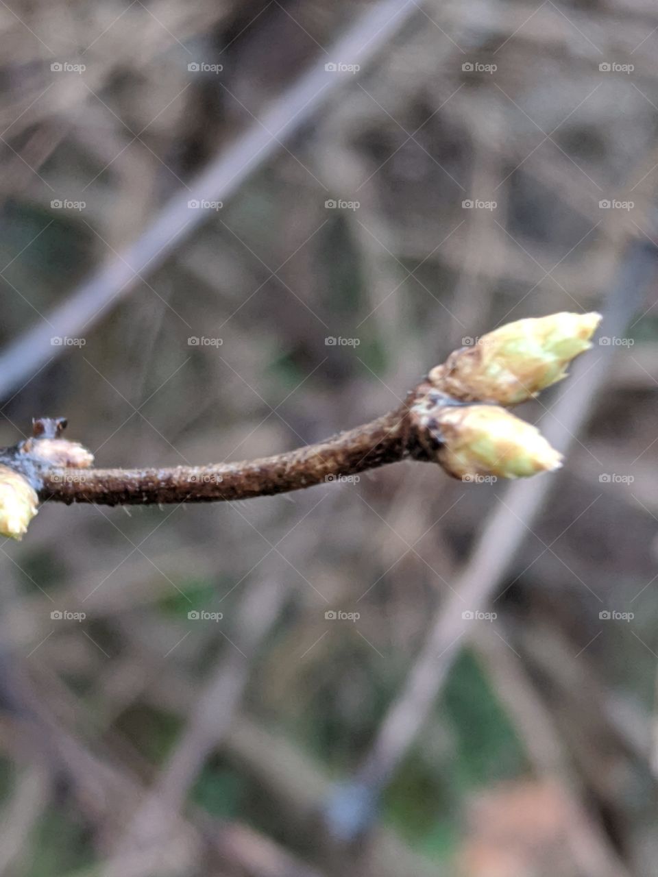 Nature, Leaf, Outdoors, Flora, Tree