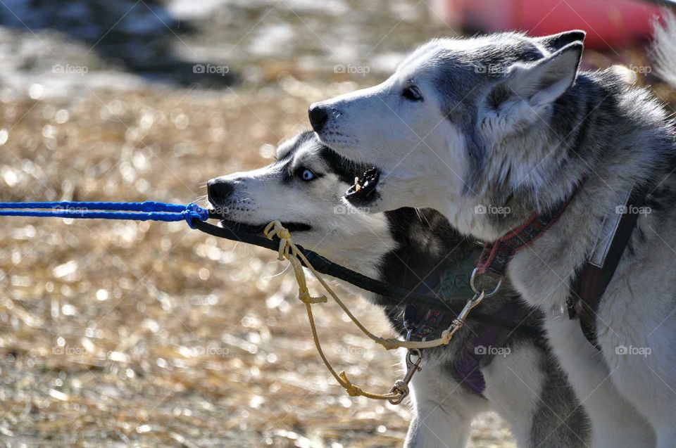 Close-up of two huskies