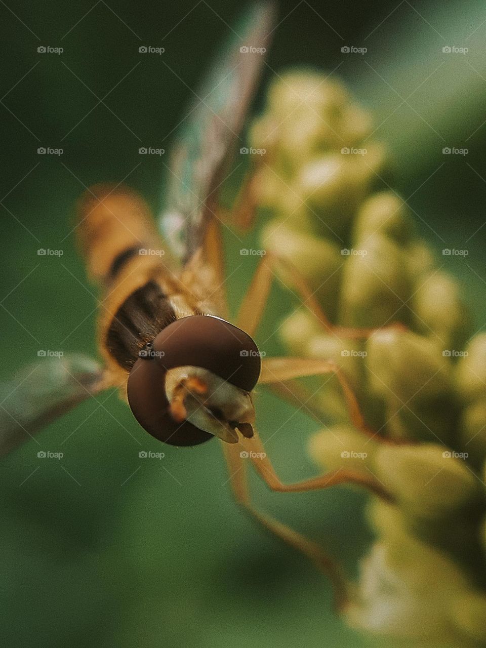 Macro photo of a wild insect