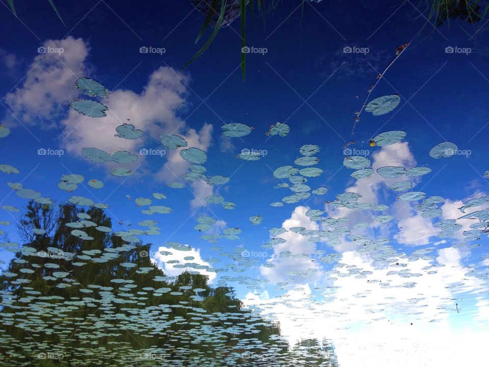 Leaves floating on pond