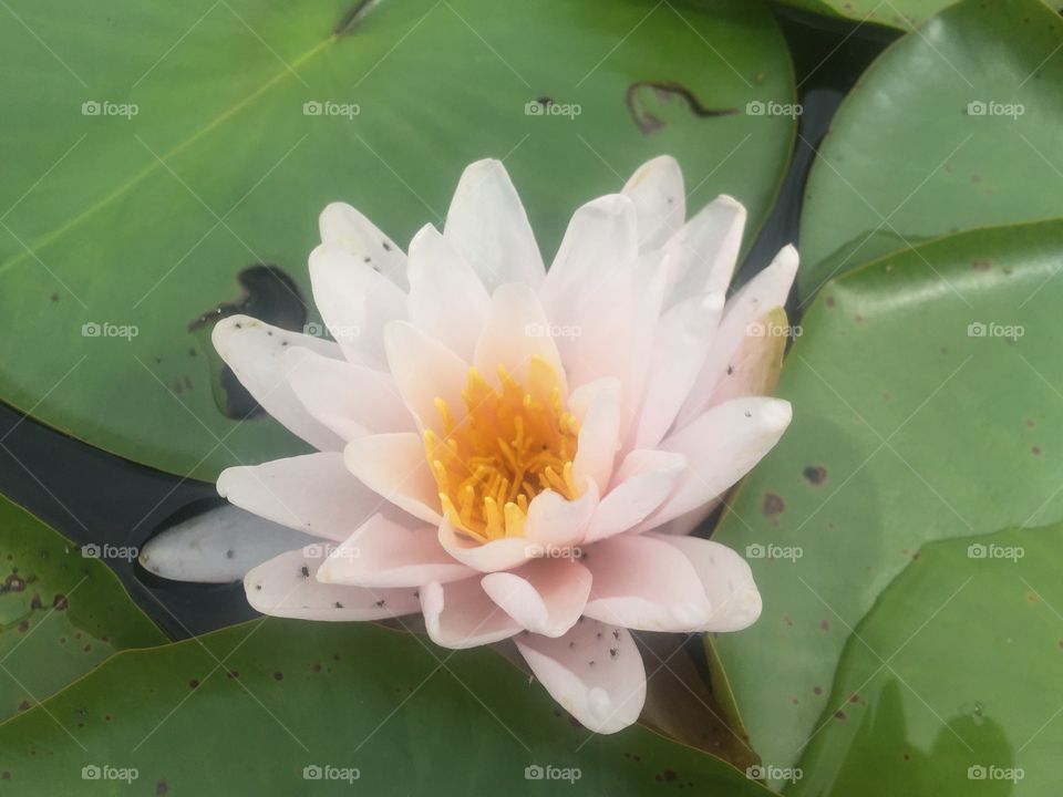 Flower on Lilly pad