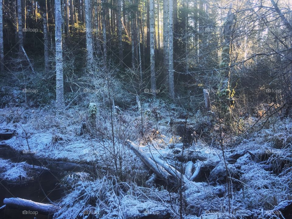 A light dusting of snow surrounds a stream in the forest. 