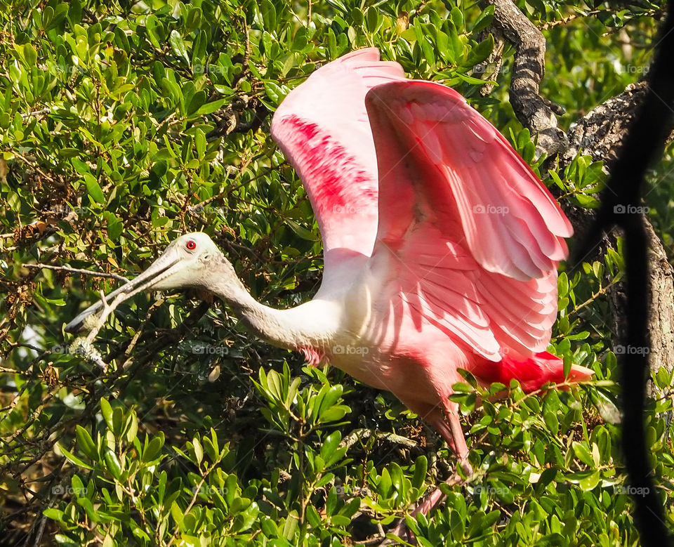 Spoonbill building nest