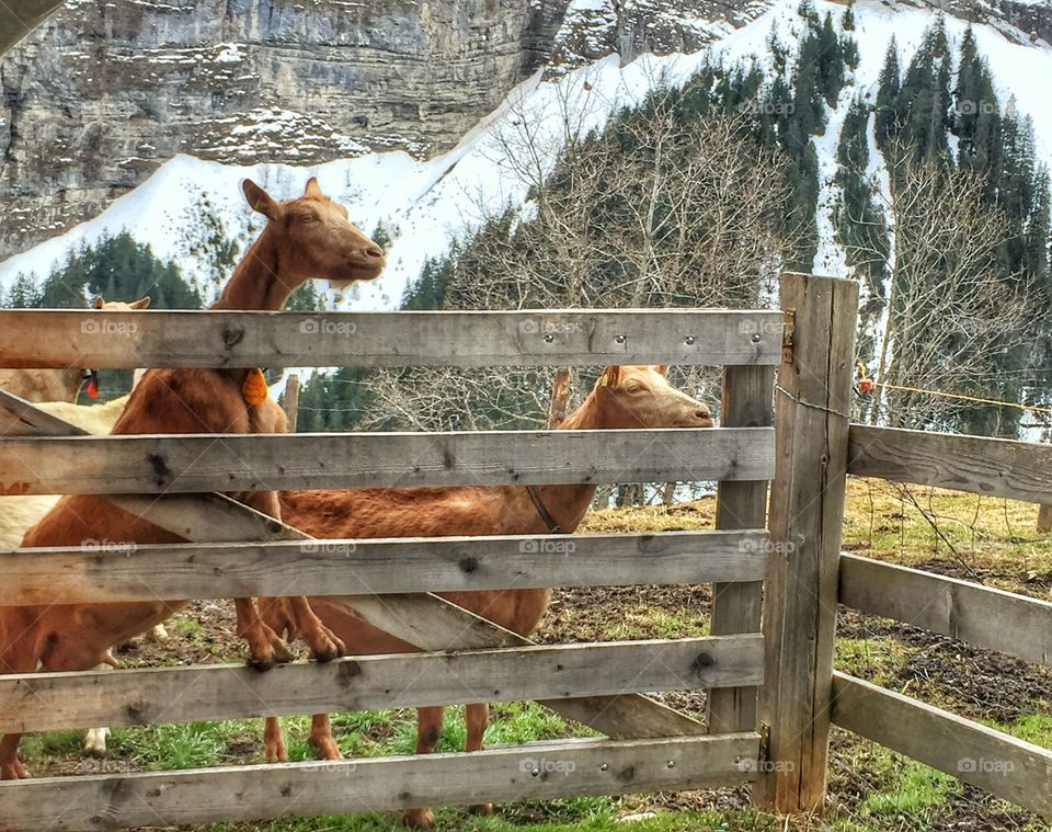 Goats playing in the farm