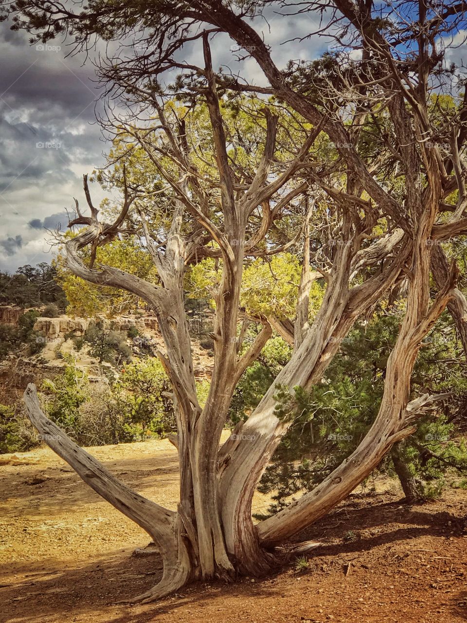 Grand Canyon dry tree