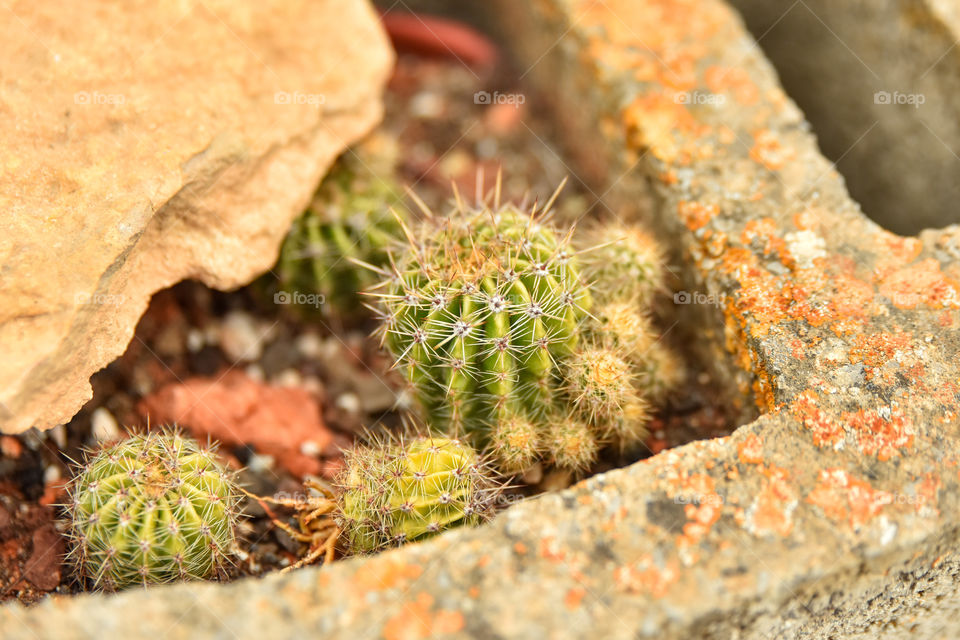 cactus plants