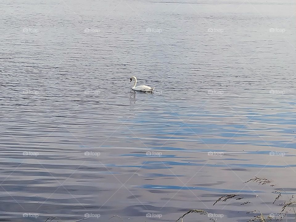 lonely swan