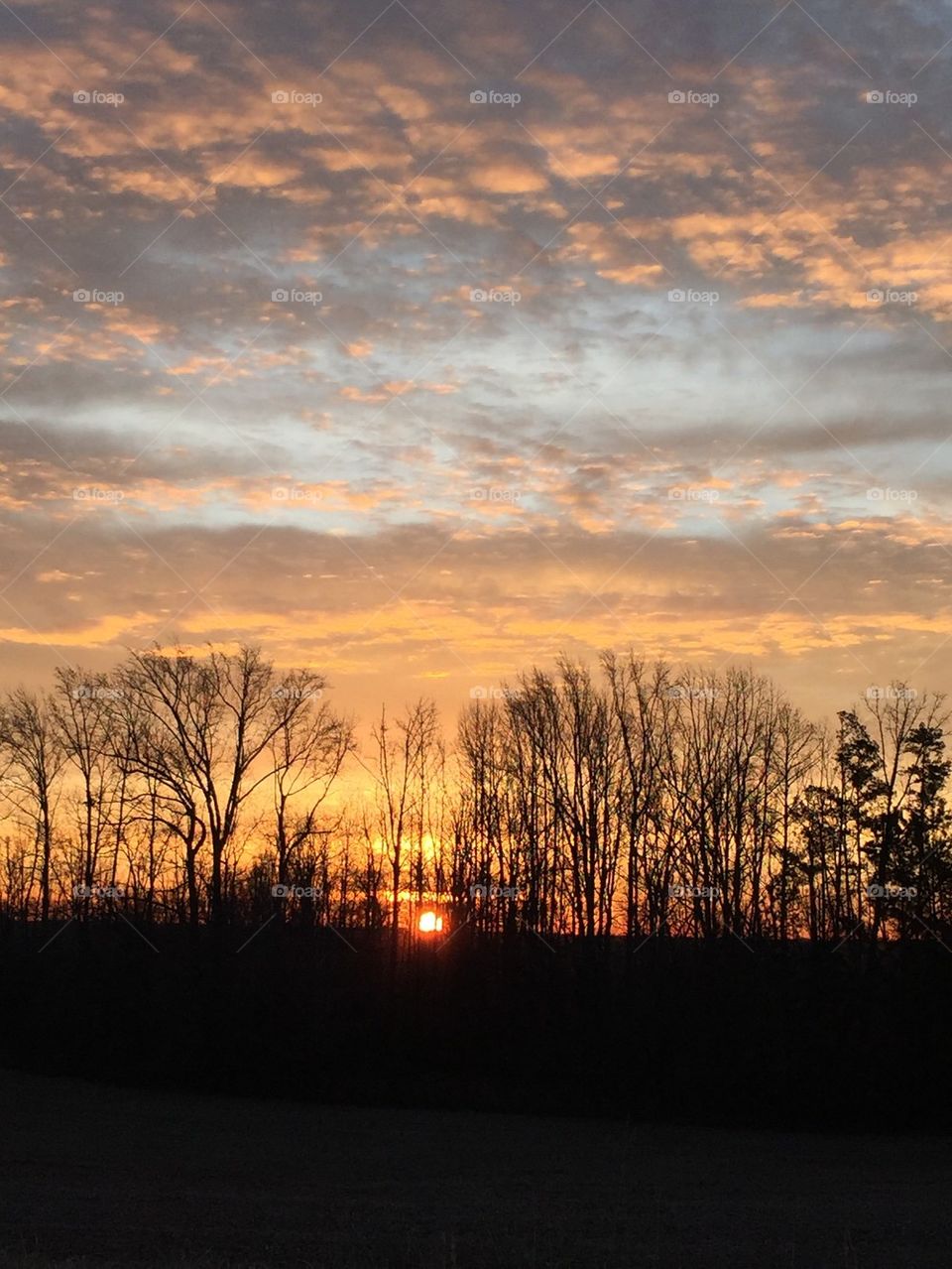 Silhouette of trees at dawn