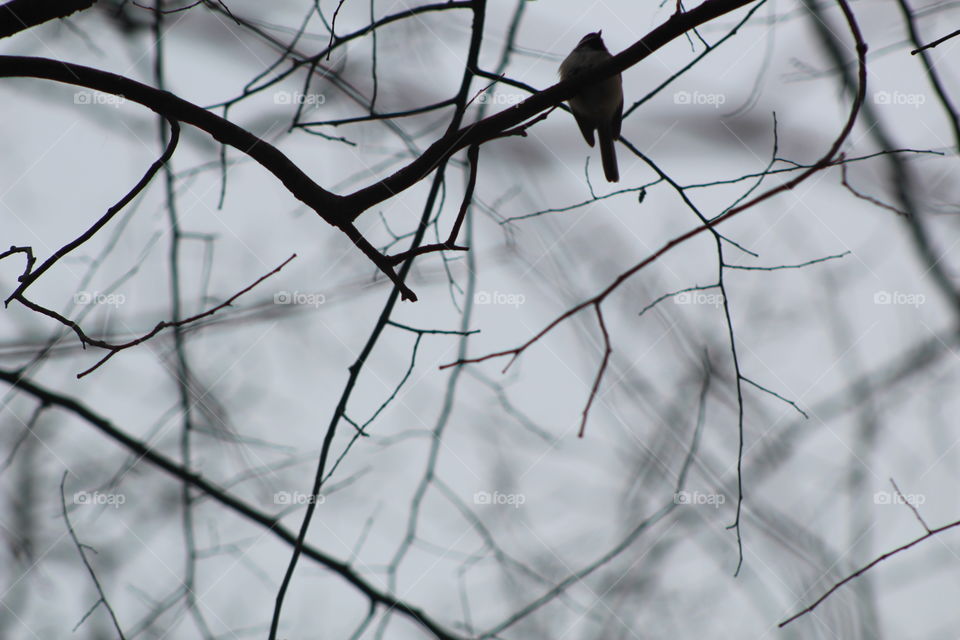 A bird is perched upon a branch on a high-reaching tree on a gloomy day. 