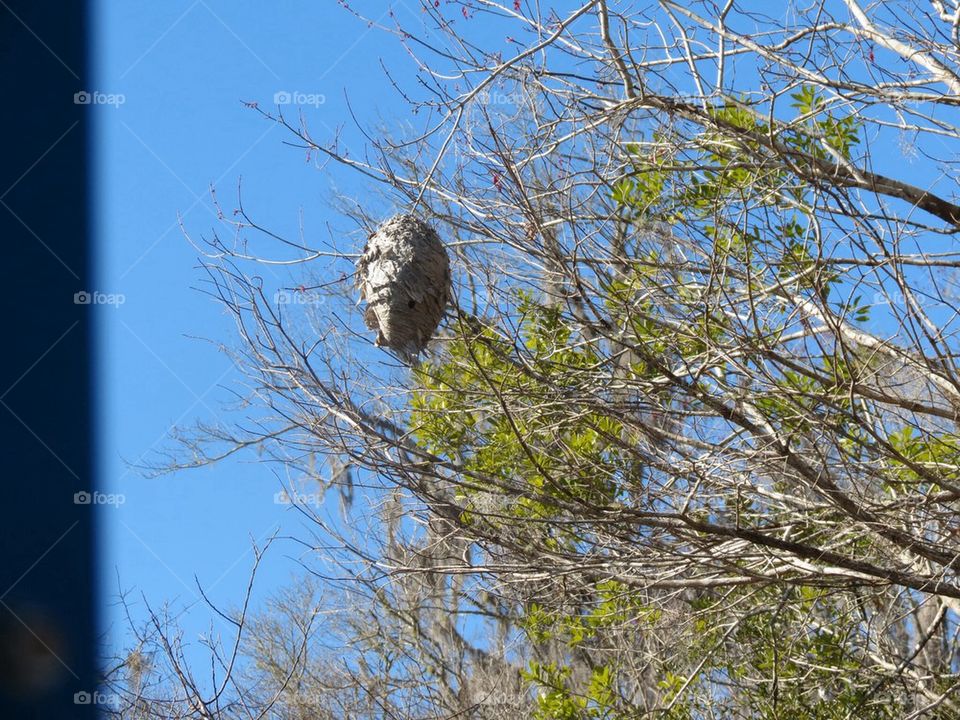 Wasp nest 