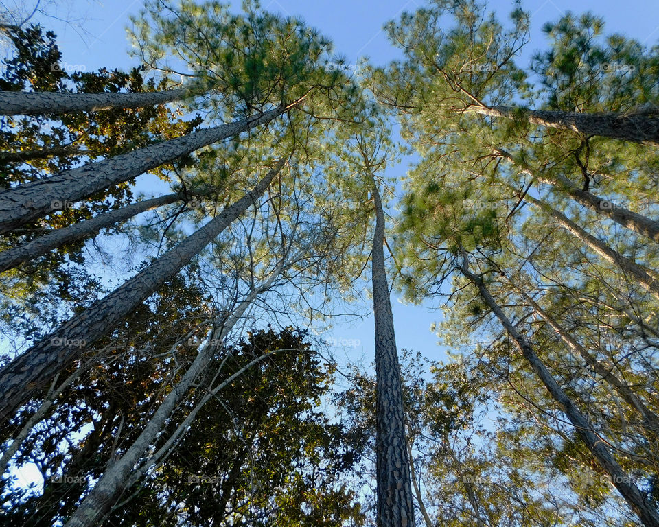 A Forest in every season! The forest's smell was fresh and organic! You could hear rustling as the wildlife scattered as the twigs were crunching under my feet. The trees were the towers of the forest. There are forests for all four seasons which display their own individual characteristics!