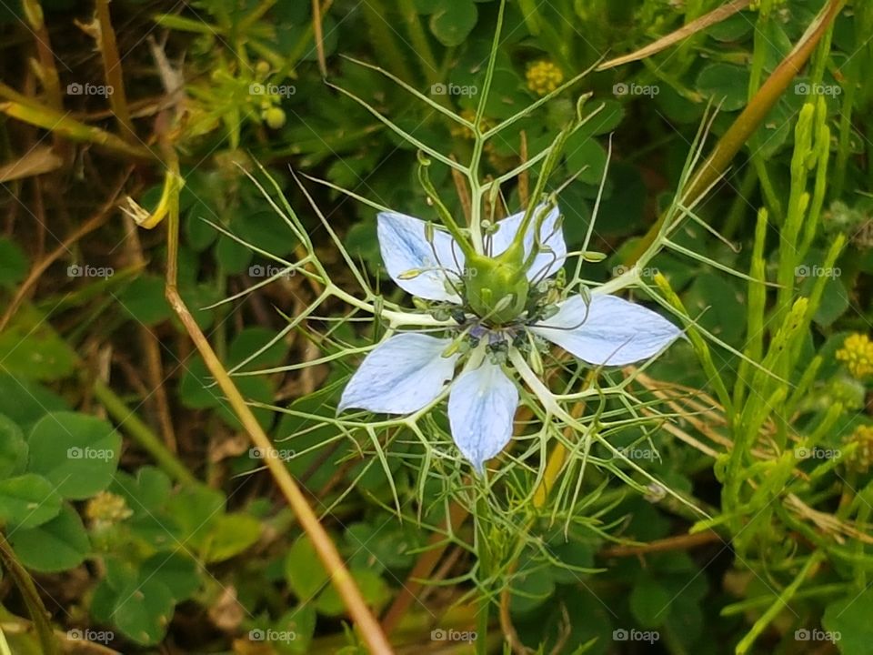 flower