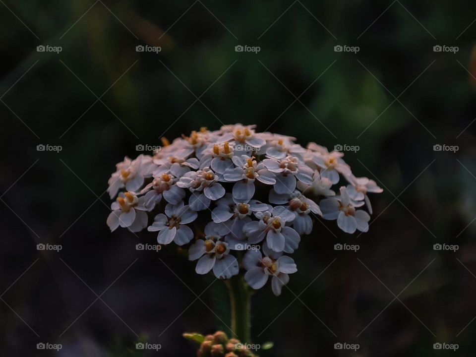 Yarrow petals in the warm and gentle light of the sunset.