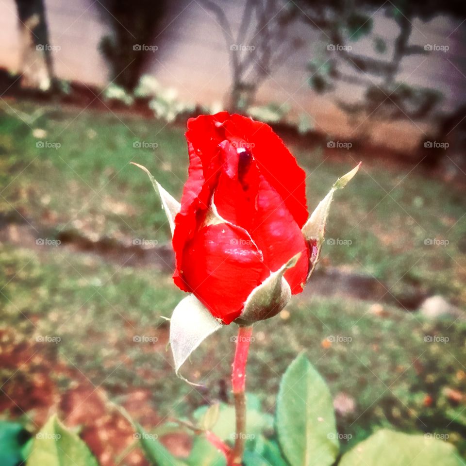 🌼#Flores do nosso #jardim, para alegrar e embelezar nosso dia!
#Jardinagem é nosso #hobby. 
🌹
#flor #flowers #flower #pétalas #garden #natureza #nature #flora