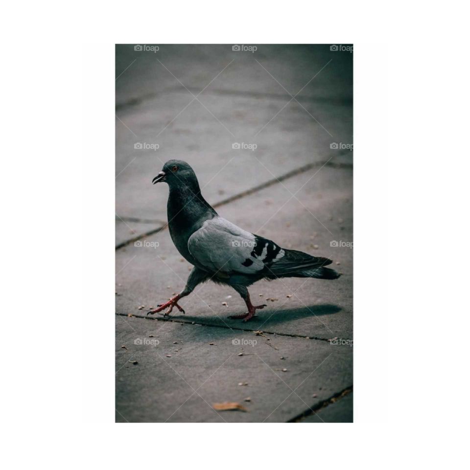 A bird does not sing because it has an answer, it sings because it has a song.