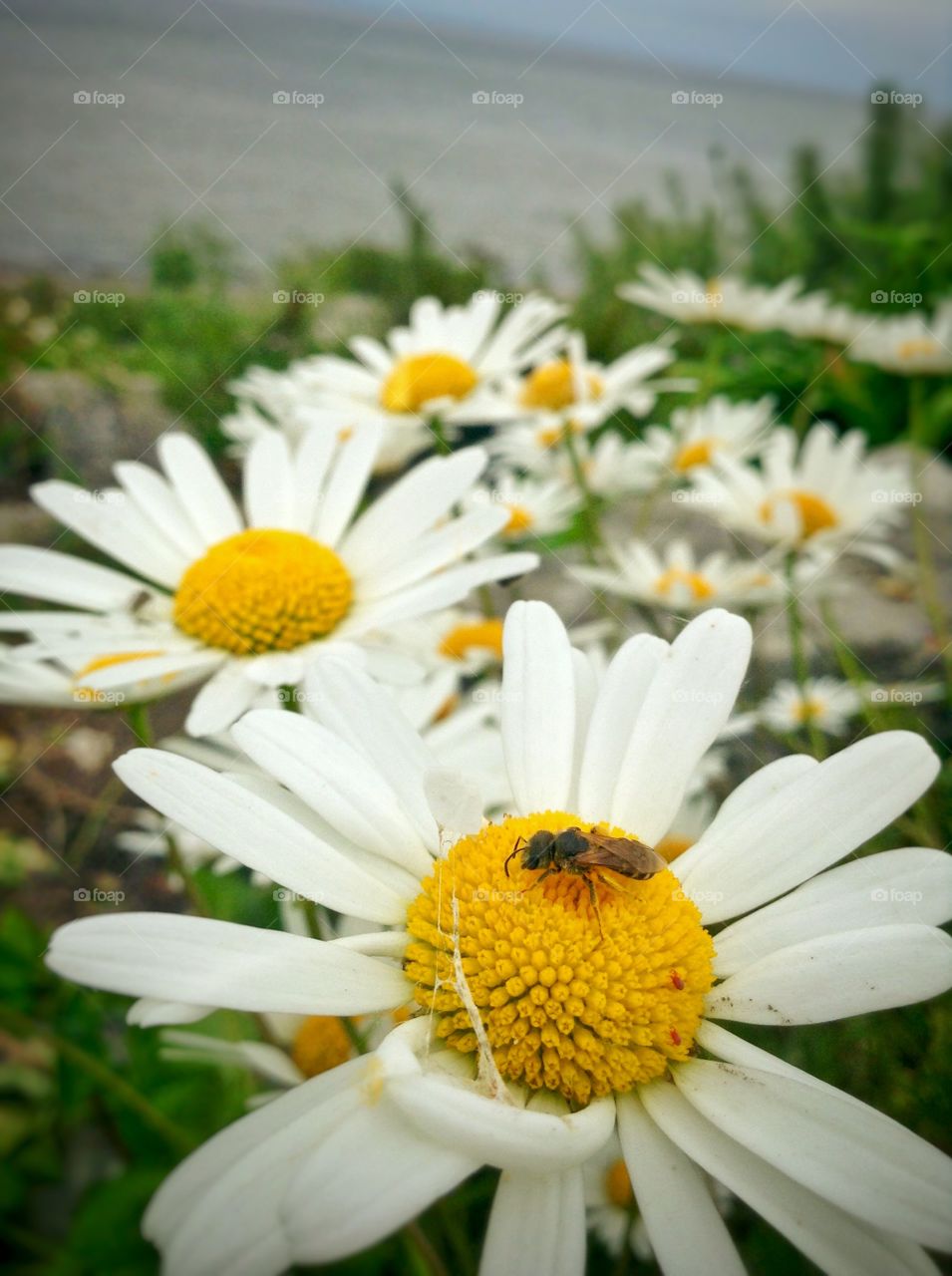 Wildflowers. A walk through the shores of Lake Erie.