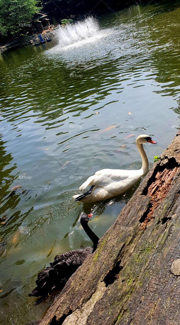 White and Black Swans in the Pond