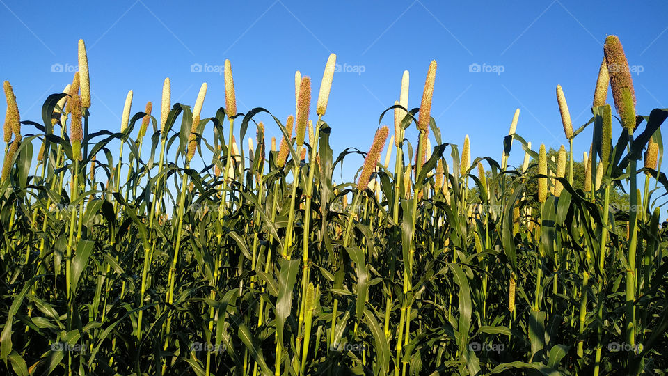 Indian grain pearl millet crop locally known as Bajara or Bajra. Crops plating at organic field. Prosperity concept related to agriculture. organic field. Beautiful agriculture background.