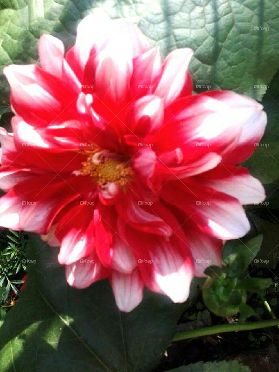 Dahlia (Dahlia) is the sunflower total, the quince of the two-part class is a very beautiful plant. It is almost similar to the pulp in beauty. It is actually a resident of Mexico and Central America. It has spread everywhere in the world from there.