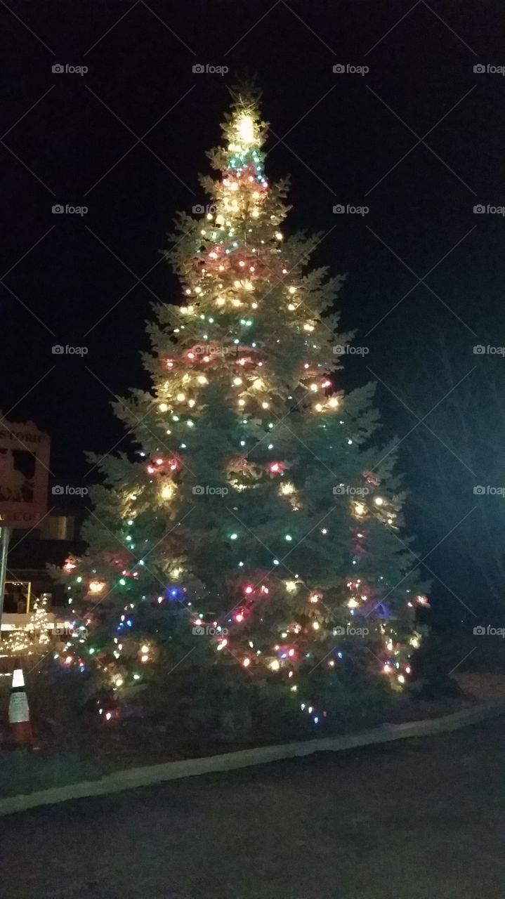 Christmas, Winter, Christmas Tree, Tree, Celebration