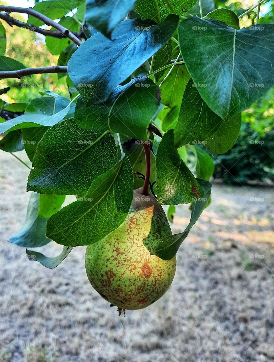 Pear