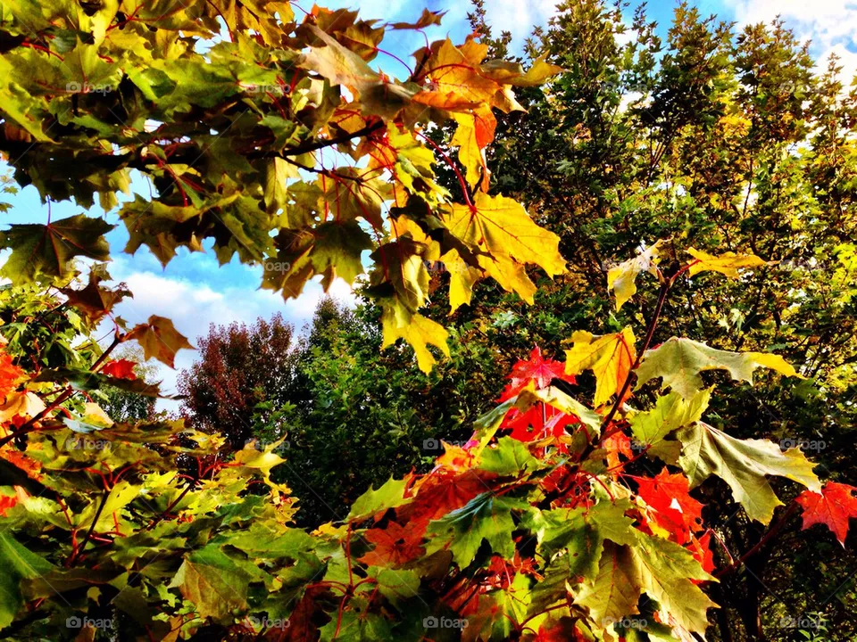 Fall