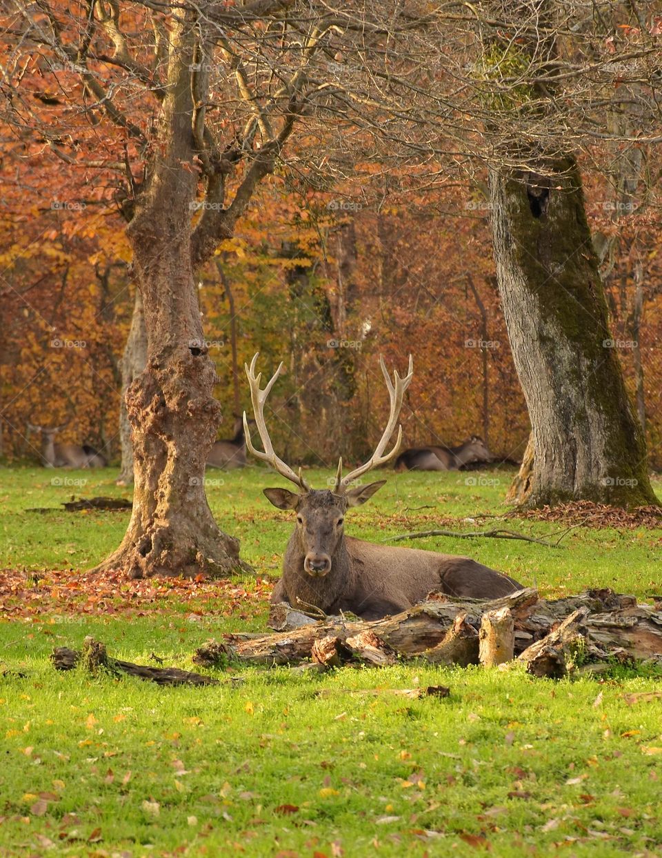 A deer sitting in a beautiful autumn park