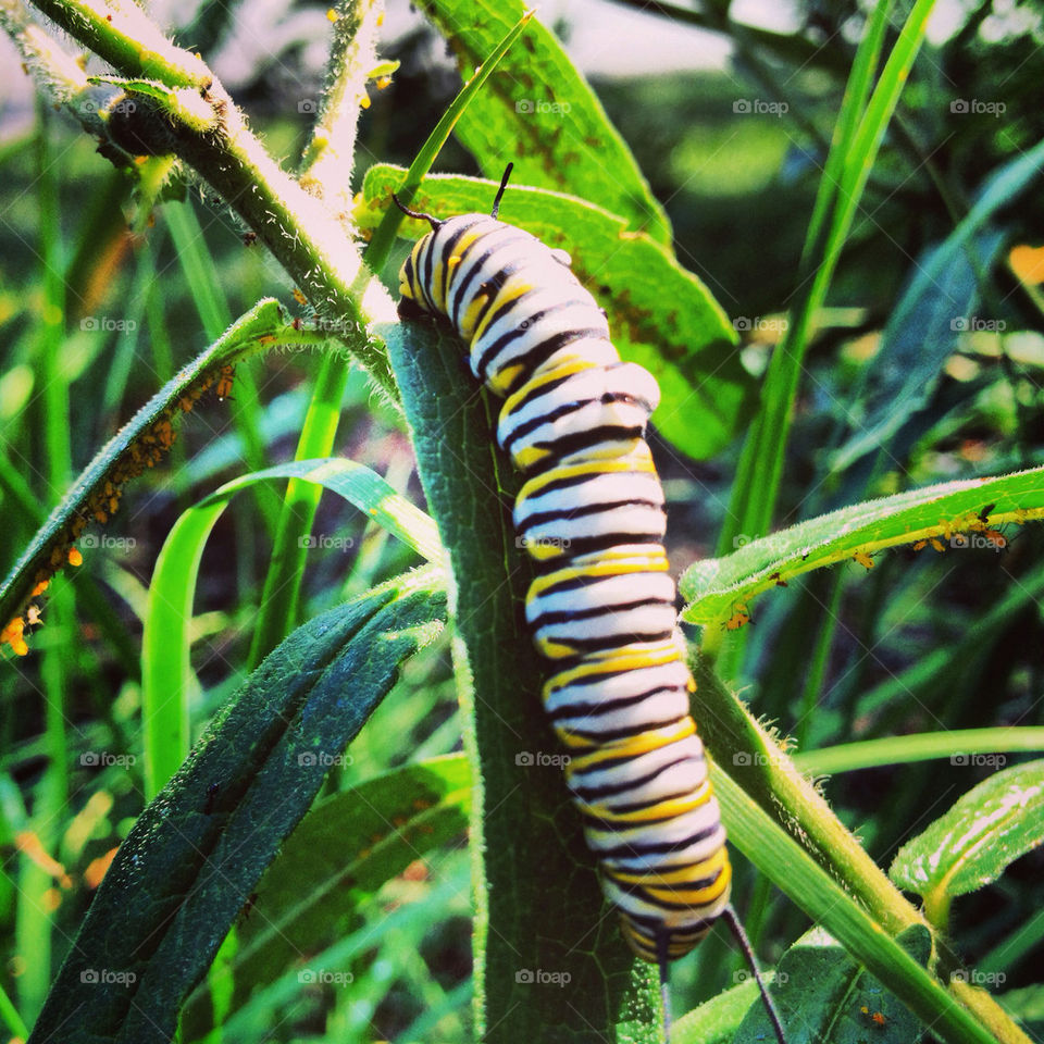 Smiling caterpillar.