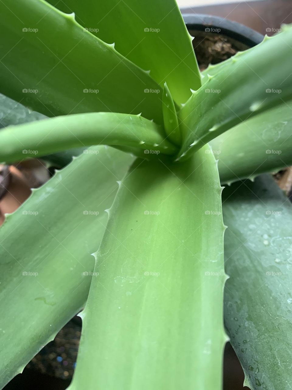 Aloe Vera Plant