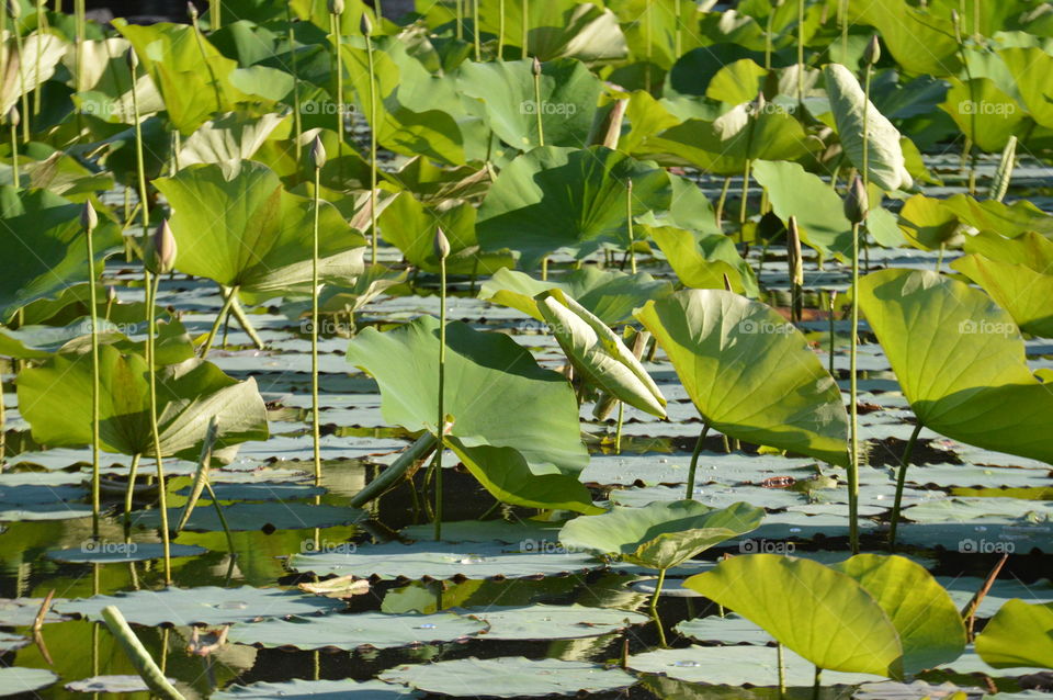 plant life, lilies and lily pads growing out of the water of a duck pond.