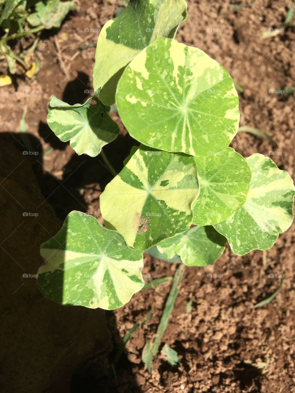 This little guy has just popped up in one of my flower gardens in the front I don’t think I planted it.