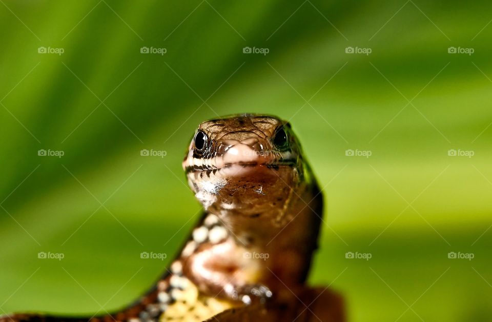 portrait lizard with a green background
