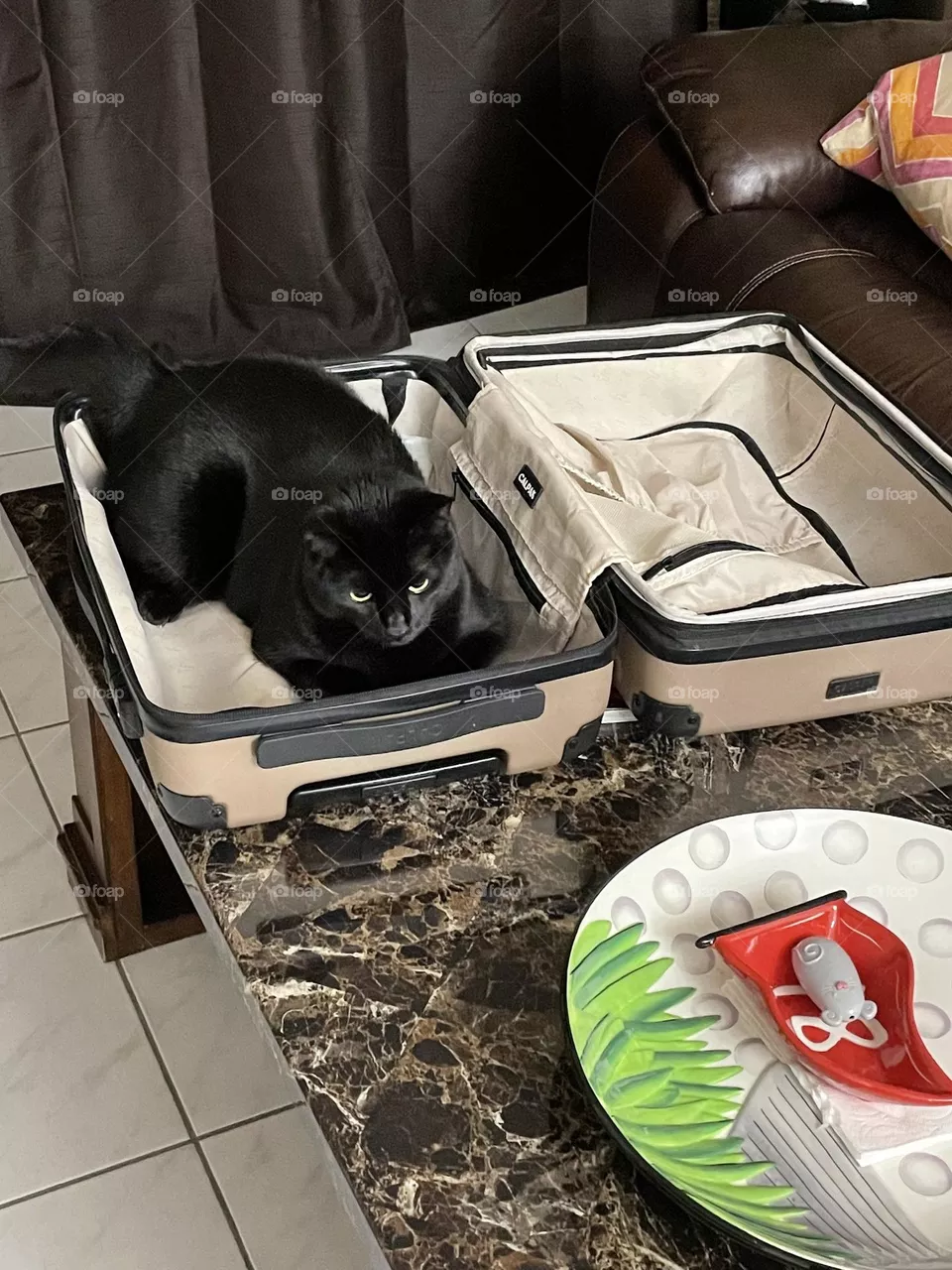 My cat 