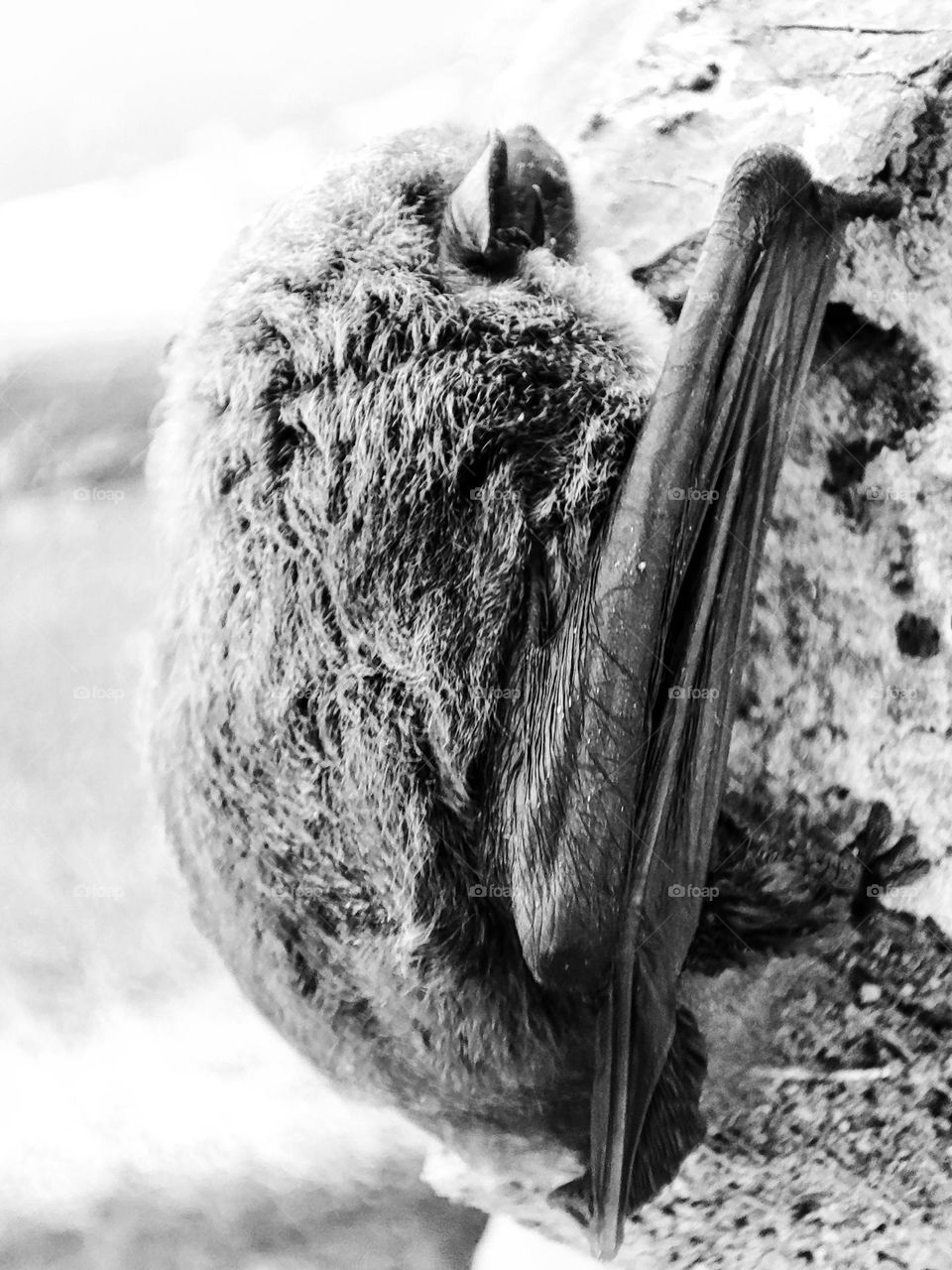 Nathusius's pipistrelle, Animal
