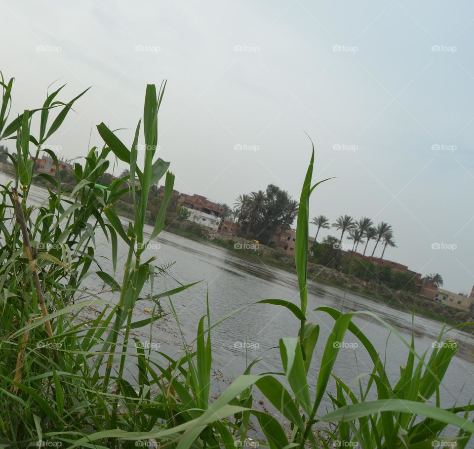 tree  with water 🌊