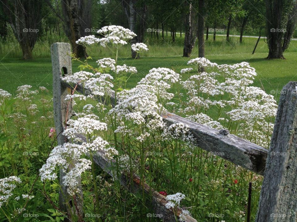 Heliotrope in bloom