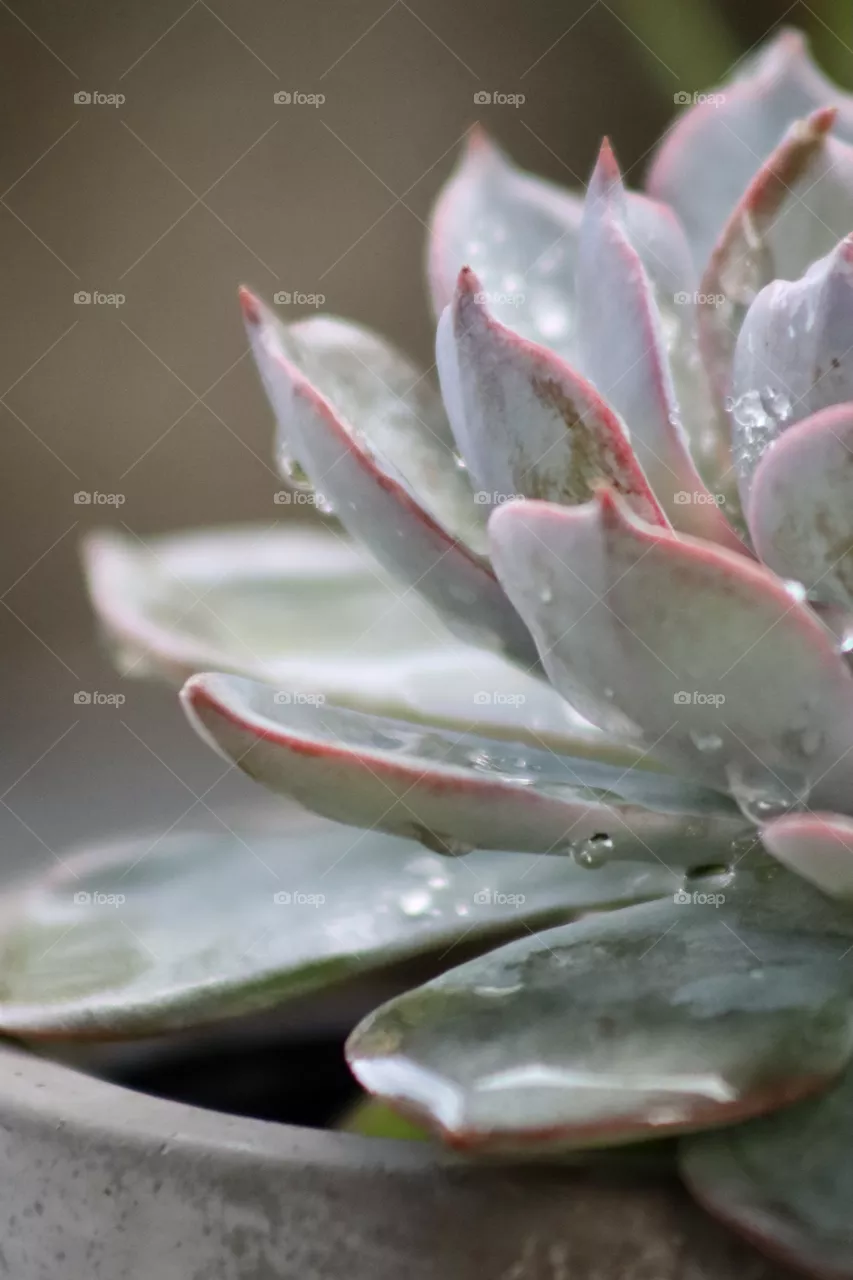 Zen