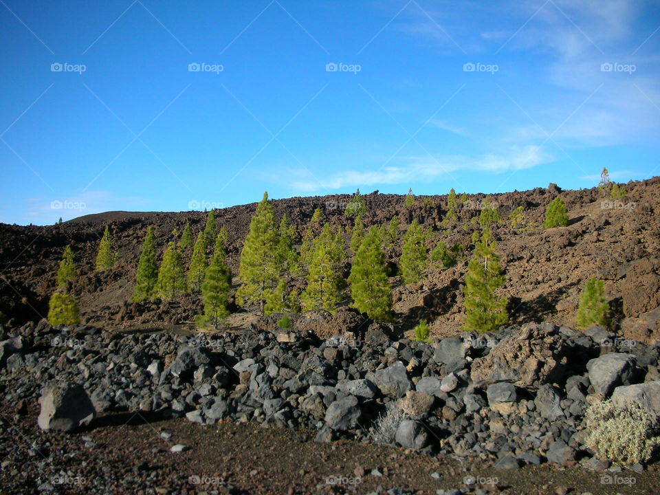 Trees over Vulcano