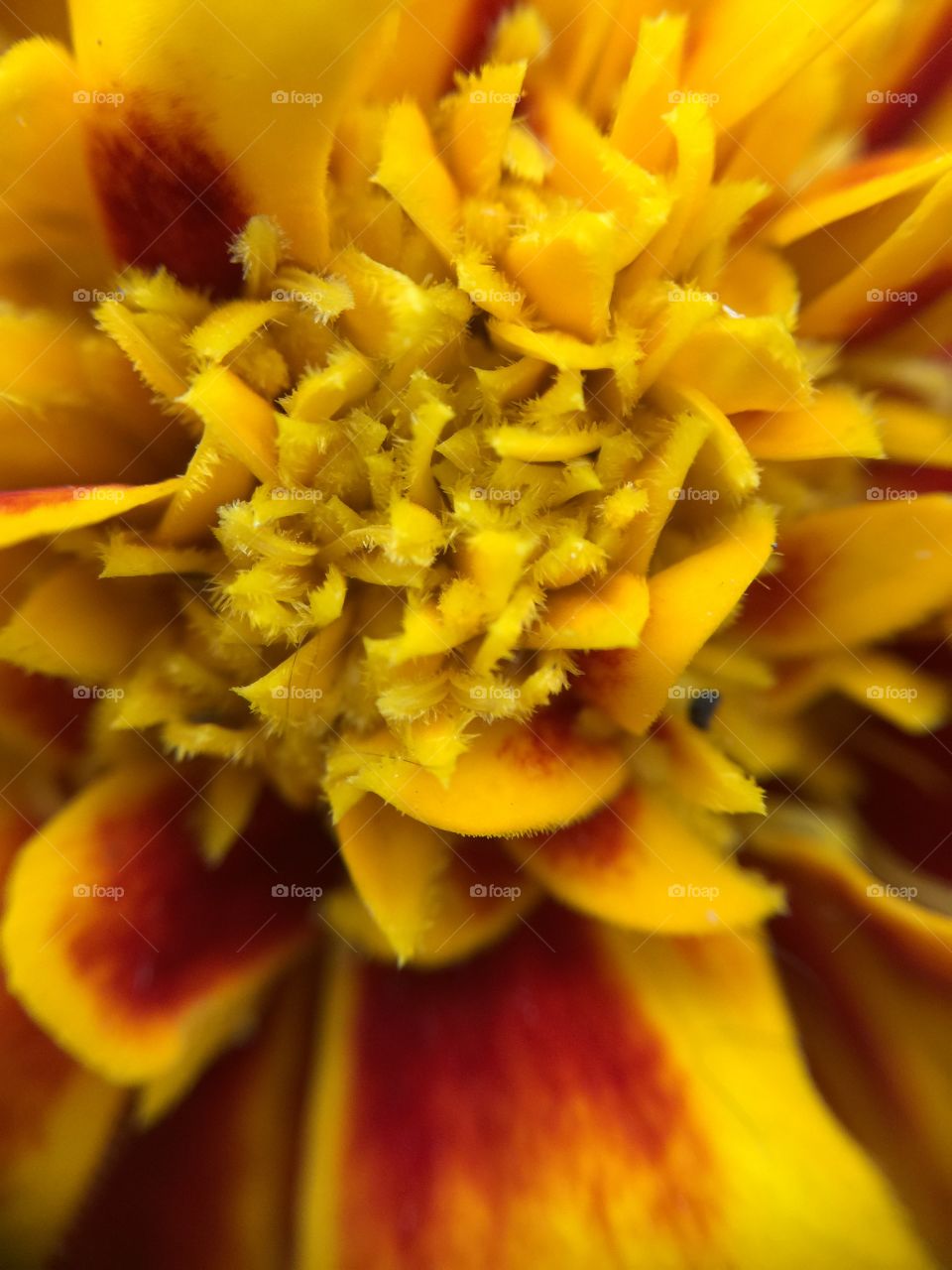 Macro French marigold flower