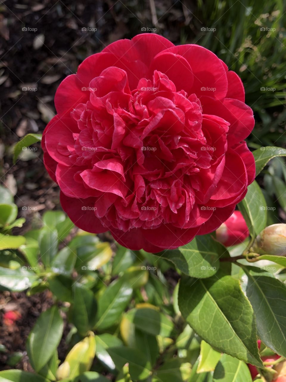 A wonderfully lovely site for winter, with this eye catching red bloom of magic and splendor.