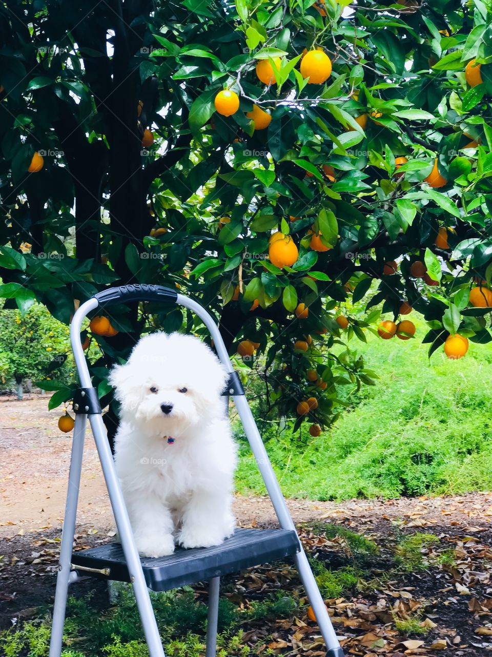 In an orange grove, a little furry white Bichon puppy sits on a step ladder amongst the trees. 