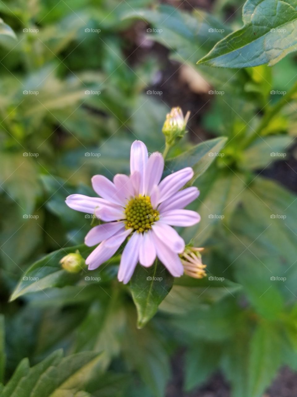 Cute purple daisy