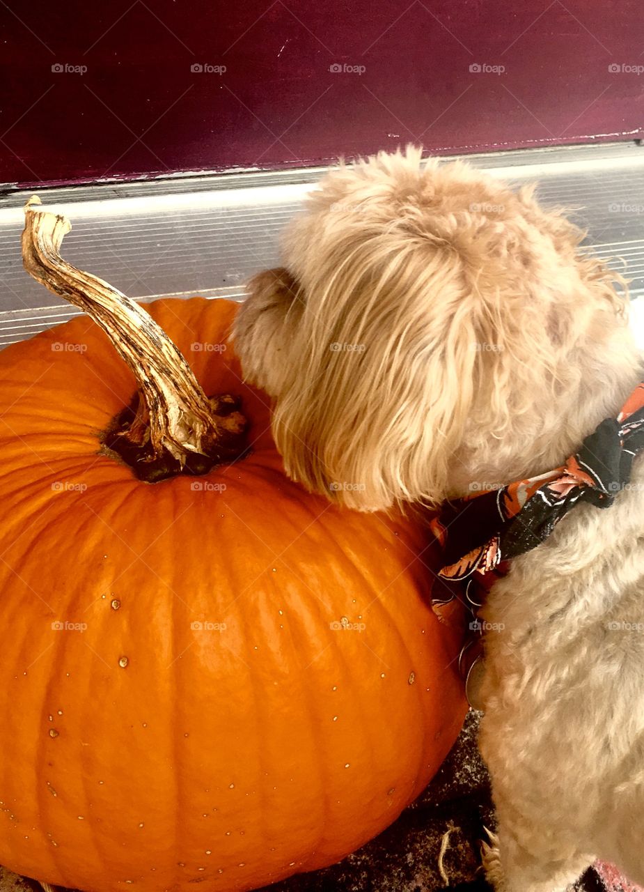 Puppy and pumpkin