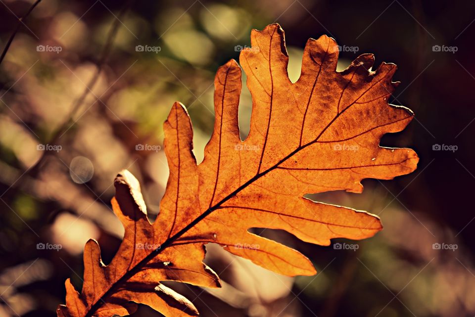 leaf oak