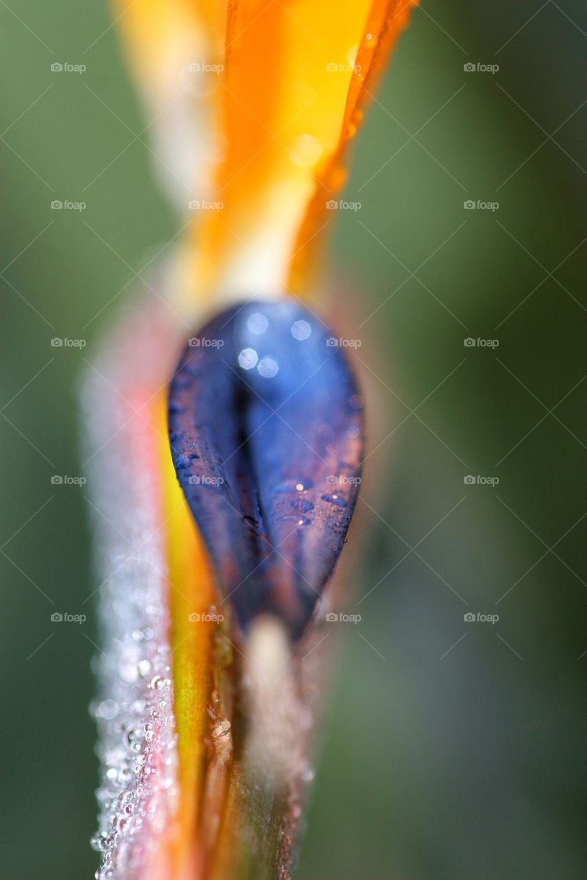 Raindrops on the Bird of Paradise in macro
