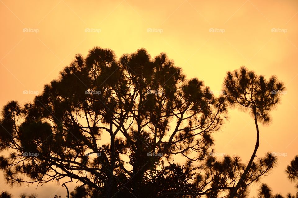 Darkened pine trees reaching up in front of an orange sky