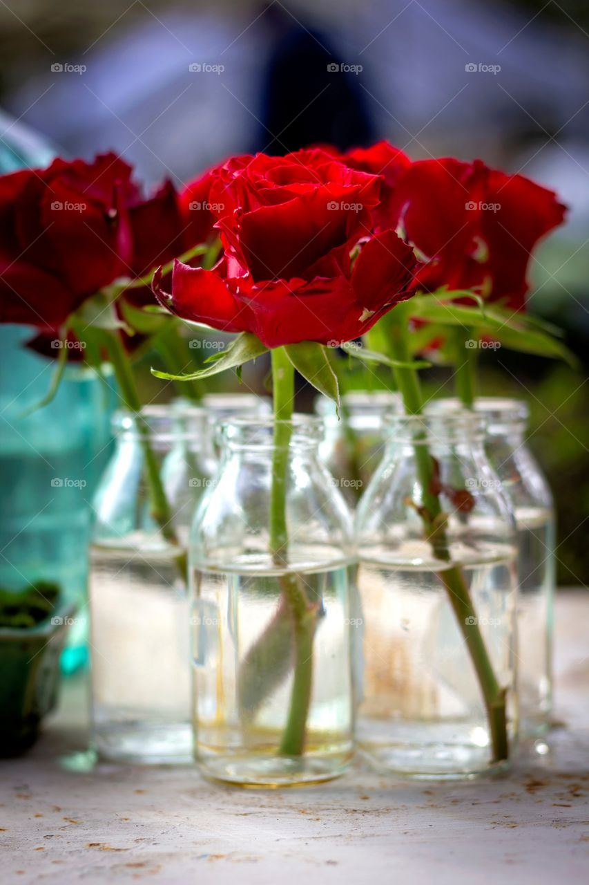 A portrait of some red roses standing in separate glass pots with water in them. the flowers are open.