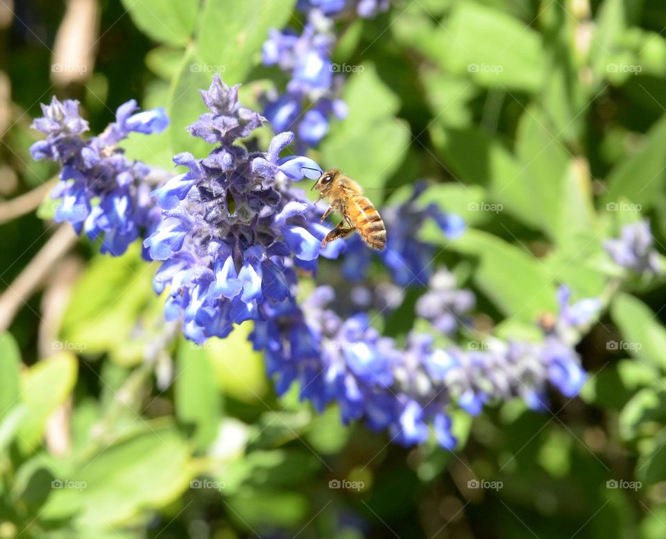 Bee in flight. 